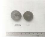 Click for 1 image(s) for this accession. FRUIT